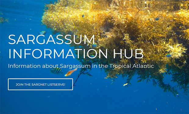Sargassum Information Hub