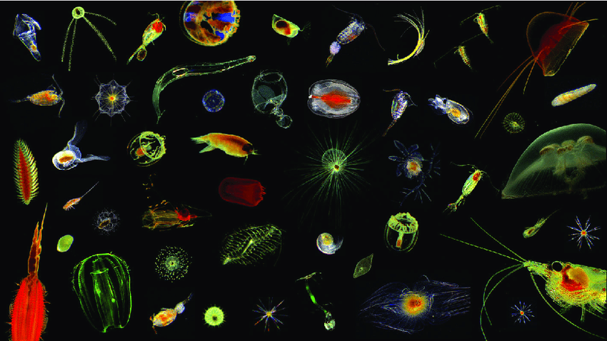 In situ images of plankton species from the North and South Atlantic. Image credit: Klas O. Möller.