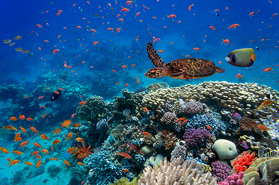 Tropical fish and turtle